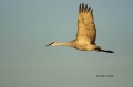 Sandhill-Crane;Crane;Grus-canadensis;Flying-bird;action;aloft;behavior;flight;fl